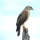 An adult hawk scans the horizon